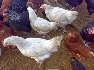 Куры-несушки для домашнего хозяйства: фото | Яйценоские породы кур