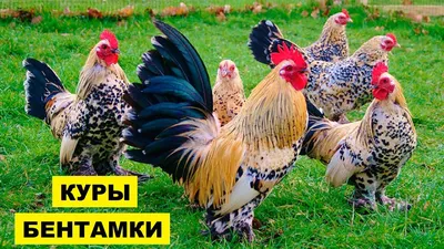 Куры-несушки для домашнего хозяйства: фото | Яйценоские породы кур