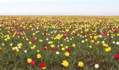 Сильный степной пожар близко подобрался к селу Забайкалья: видео - 14  октября 2023 - chita.ru