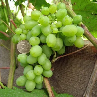 Столовый виноград Гарольд | Ars-Vine