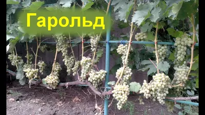 Гарольд - саженцы винограда