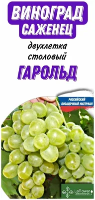 Виноград Гарольд - купить саженцы виноградаа гарольд недорого в России в  интернет магазине