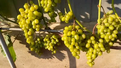 Виноград Гарольд – один из лучших сортов белого столового винограда. Данный  сорт был получен благодаря скрещиванию таких сортов винограда… | Instagram
