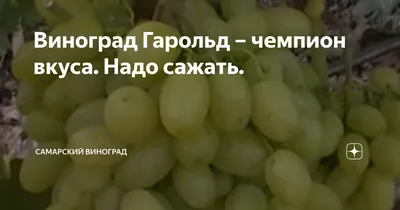 Виноград Гарольд- с одним из лучших мускатов, ультрараннего срока  созревания Пузенко Наталья - YouTube