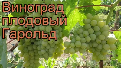 Виноград плодовый Гарольд - купить саженцы с доставкой в Москве и области,  цена от 379 руб. в интернет-магазине \"Агрономов.РУ\"