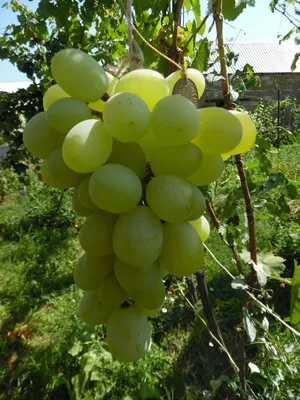 Виноград плодовый Гарольд (vitis garol'd) 🌿 Гарольд обзор: как сажать,  рассада винограда Гарольд - YouTube