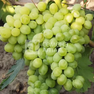 Виноград Смарагд - vino.biz.ua