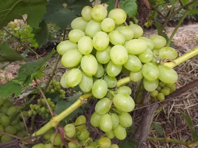 Блог про виноград Киушкина Николая: Лучшие сорта винограда для дачного  участка 2016
