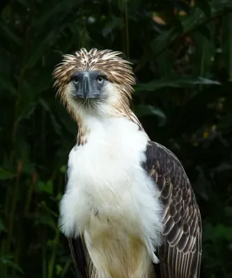 Южноамериканская гарпия: 10 интересных фактов об одной из самых крупных  хищных птиц | Приключения натуралиста | Дзен