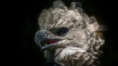13 фактов о гарпии, птице, которая больше похожа на человека в костюме |  Разговоры о животных | Дзен