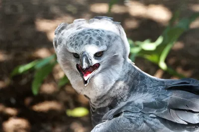 Южноамериканская гарпия - считается одной из самых сильных птиц в мире |  ВКонтакте