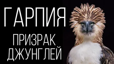 priroda_fauna____ on Instagram: \"Птицы гарпии – похожие существа  современного мира. Свое название хищная птица гарпия получила за то, как  кровожадно расправляется со своей жертвой.\"