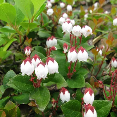 Гаультерия лежачая / Gaultheria procumbens