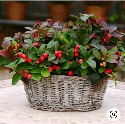 Гаультерия лежачая (Gaultheria procumbens)