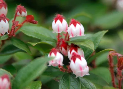 Гаультерия лежачая Биг Берри 20/+см Gaultheria procumbens Big Berry Р9 (Н)  — цена в LETTO