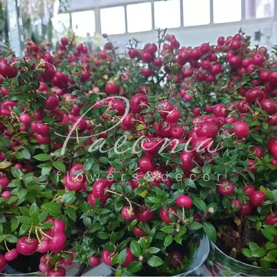 Гаультерия щетинистая семена (Gaultheria hispida) - Цена: €1.35