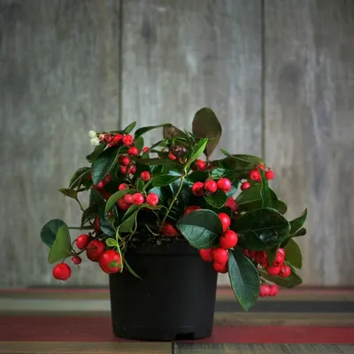 Гаультерия лежачая (Gaultheria procumbens)