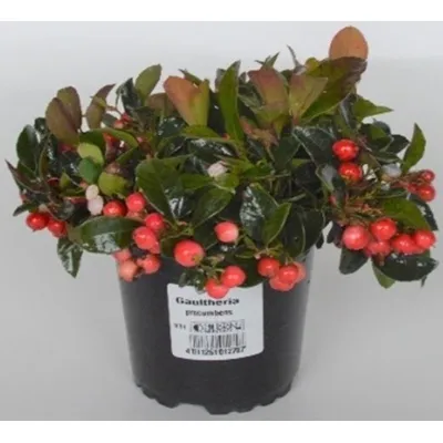 WINTERGREEN ESSENTIAL OIL / Гаультерия Непальская, Грушанка (Gaultheria  fragrantissima), эфирное масло, 15 мл: продажа, цена в Одессе. Эфирные  масла от \"100% Натуральные Эфирные Масла\" - 596133900