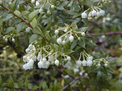 Гаультерия (Gaultheria Big Berry)