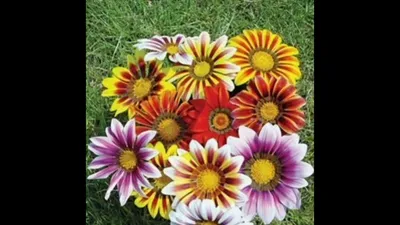 Газания жестковатая Gazania rigens /10,5 — цена в LETTO