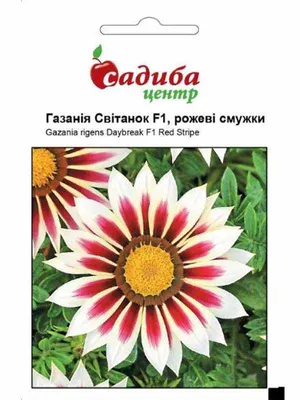Семена на цветна Газания микс - Gazania rigens (Mittags gold) |  GardenShop.Pro