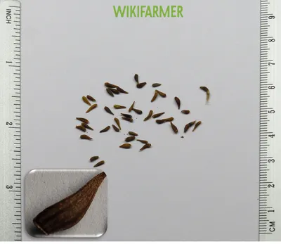 Gazania splandens - Газания семена - Wikifarmer