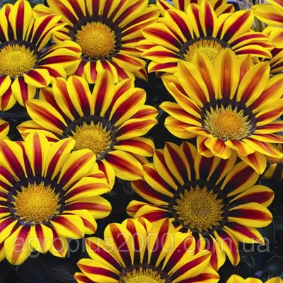 Семена цветов Газания Поиск Гибридная смесь 0,25 г — цена в Энгельсе,  купить в интернет-магазине, характеристики и отзывы, фото