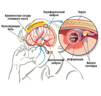 Щитовидная железа симптомы заболевания и его лечение у женщин и мужчин -  Мегаптека