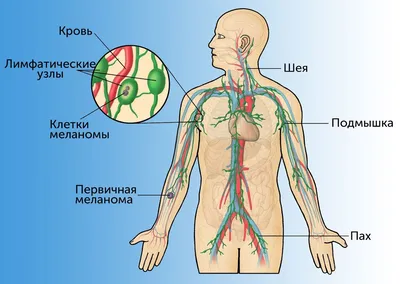 Ботулинотерапия и подмышечные узлы | Le Bar Clinic