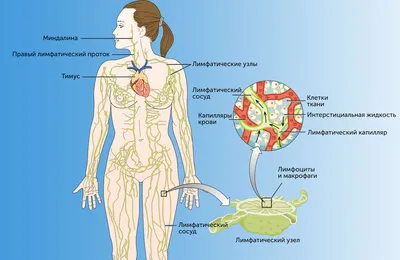 Увеличение лимфатических узлов - причины появления, при каких заболеваниях  возникает, диагностика и способы лечения