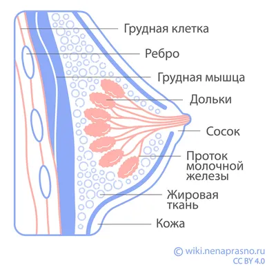 Лимфоузлы под челюстью: функция, проблемы, лечение