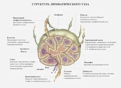 Меланома кожи - симптомы, диагностика и методы лечения | Daily Medical