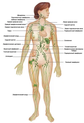 Расположение лимфоузлов на теле человека (мужчин и женщин): фото, схемы и  анатомия 👩 👨
