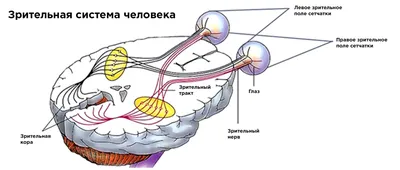 Горячая Распродажа, колода Britt, третий глаз, Карта Таро, Оракл, друзья,  вечерние, настольная игра, гадания, Fate | AliExpress