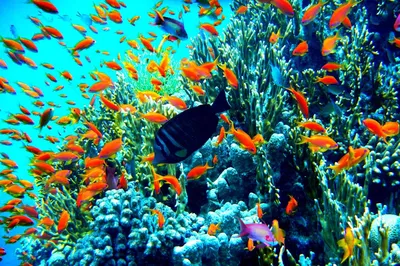Красное море: где находится, описание и характеристики, особенности