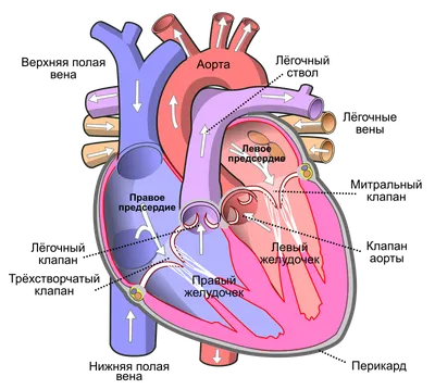Как работает сердце человека | Консультация аритмолога в Минске DOKTORA.BY