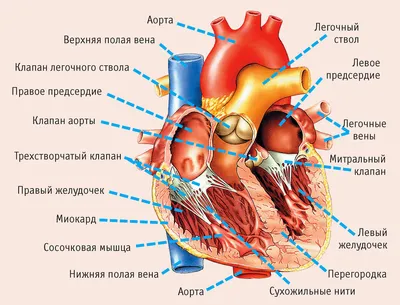 Сердце человека: как болит, где находится, сколько камер и другие  интересные и важные факты