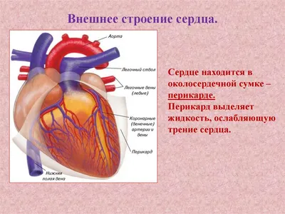 Сердце: вид спереди (предпросмотр) - Анатомия человека | Kenhub - YouTube