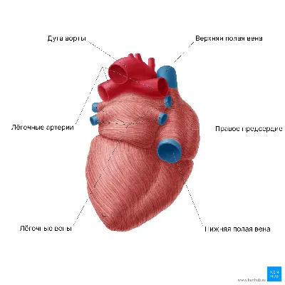 Где находится сердце у человека? | Вопросы Quiz Club | QuizzClub