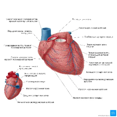 Строение сердца человека: внешнее и внутреннее, функции