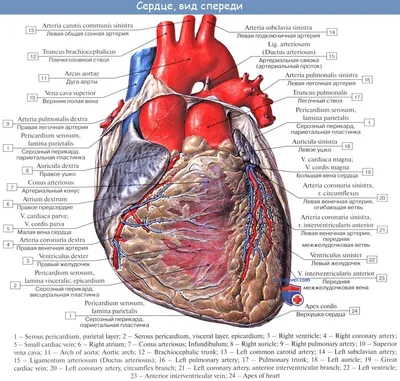 Сильный удар в грудь может остановить сердце. 3 интересных факта про очень  важный орган человека | Популярная наука | Дзен