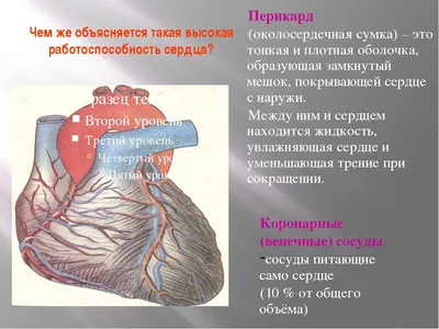 Сердечная недостаточность: симптомы, диагностика, лечение сердечной  недостаточности - Кардиологическое отделение – государственная больница НКЦ  №2 (ЦКБ РАН)