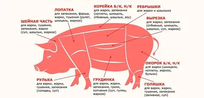 Сравнительная анатомия сердца человека и экспериментальных животных |  Лабораторные животные для научных исследований