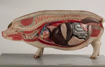 Как калифорнийские ученые пытаются выращивать человеческие органы внутри  свиней | Восемь лап! | Дзен