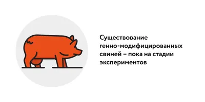 Sterile Pericarditis in Aachener Minipigs As a Model for Atrial Myopathy  and Atrial Fibrillation | Protocol (Translated to Russian)