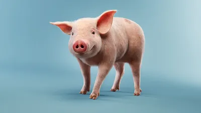 Как правильно выбирать полезную свинину?