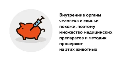 Организация технологического процесса на предприятиях убоя и первичной  переработки свиней - Мясной эксперт