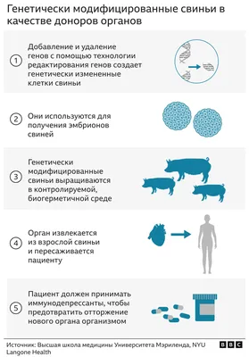 Как врачам удалось впервые пересадить человеку сердце животного – Москва  24, 14.01.2022