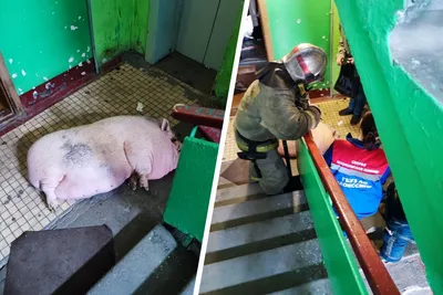 Свинья стала донором сердца для человека