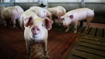 Пересадка свиного сердца человеку: три этических вопроса - BBC News Русская  служба